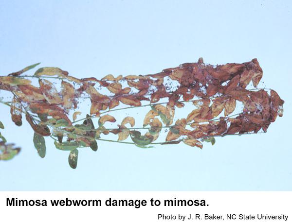 Mimosa webworms web adjacent leaves